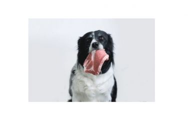 Конина для тварин