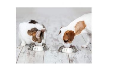 Годування домашніх улюбленців