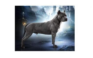 Розплідник американських буллі, стаффордширських тер’єрів, Коломия