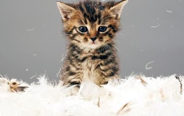 Котячий туалет: гігієна, облаштування та наповнювачі