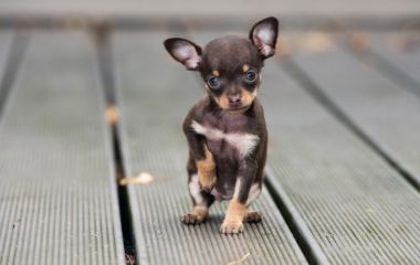 Порода чихуахуа