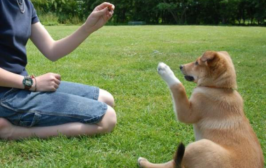 Кінологічні послуги