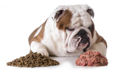 Чим годувати тварину! Корм або натуралка?