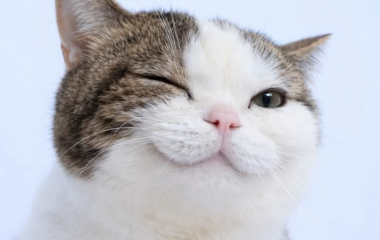 Чим годувати кота: переваги вологого корму Baskerville