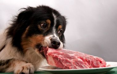 Про годування натуральним м’яском