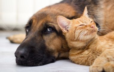 Собаки чи коти?!